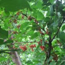 우리김밥 이미지