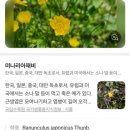 GS25 이촌진달래점 | [부산] 하단 승학산 철쭉 군락지
