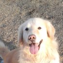 퍼펙트독 이미지