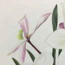 보태니컬 아트 이미지