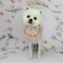 변신하개 이미지