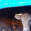 지당목장 이미지