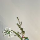 레겐보겐 이미지