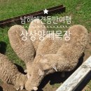 숲속마을지혜민학교 | 남해 독일마을 근처 가볼만한 곳, 남해 상상양떼목장 편백숲 애견동반 솔직후기