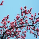 고목나무 이미지