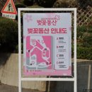 서구공립지역아동센터 | 2025인천벚꽃명소 SK석유화학 벚꽃동산 개화상태 확인하기