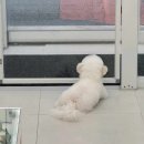 바닐라 퍼피 이미지