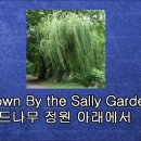 Down By The Sally Gardens ㅡ Calum Malcolm 이미지