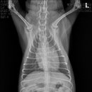 보담동물의료센터 이미지