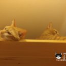 별이와콩이 이미지