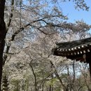 김삿갓 | 남이섬 당일치기 놀거리 배시간 입장료 할인 벚꽃 스윙카페