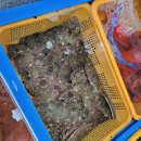 남해회해산물 | [남해여행] 남해전통시장 효준횟집 회 포장 솔직후기 (내돈내산)