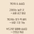 고양이라서 행복해 이미지