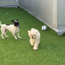 펫매니저 | 🐾 [인투펫 체험단] 헬로우버디 용인 죽전점 강아지 유치원 &amp; 성향평가 후기