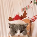 더키움 동물병원 이미지