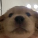 쌀강아지 Daum카페