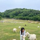 창원목장 | 창원 근교 놀 거리 추천 함안 양떼목장 후기