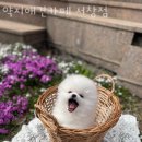 약지애견카페 서창점 이미지