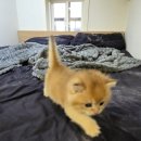 고양이분양 반하나캣 | [고양이분양] 첫 만남의 설렘! 파주 반하나캣에서 '둥이'와 함께 시작된 행복!