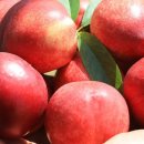 복숭아쉼터 이미지