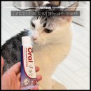 하나벳 | [고양이 치약추천] 페노비스 오랄벳 I 구강관리 후기