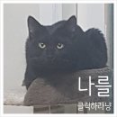 겐소빌치킨 | [정읍 동네치킨] 전북 정읍 칠보면 유명 치킨 전격 비교 솔직후기 리얼리뷰 ! (겐소빌치킨 , 멕시칸치킨 )