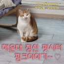 부산펫(주) | [부산펫시터]해운대 방문 부산 캣시터 후기~^^♡