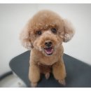 더바름동물병원 이미지