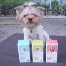 프롬퍼피 이미지