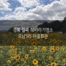 수산3리 마을회관 | 경북 칠곡 해바라기 명소 포남3리 마을회관 2026.06.23 개화상태