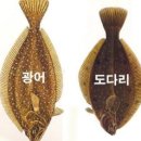 우광 Daum카페