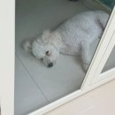 털로 덮인 친구들 인천검단점 네이버블로그