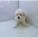 강아지와 고양이 이미지