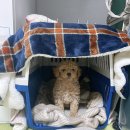 해피켄넬 이미지