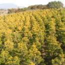 황금 소나무 이미지