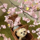 댕구르르 이미지