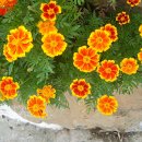 메리골드 이미지