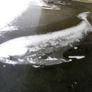 한강에 흰긴수염고래출현 네티즌경악 이미지