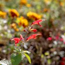 핫립 살비아(Salvia microphylla 'Hot Lips') 이미지
