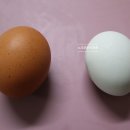 순천청계농장 | 유정란 순천청계농장에서 참옻먹인 청계란 먹어봤어요