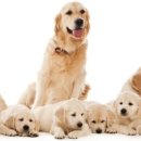 마이펫동물약국 이미지