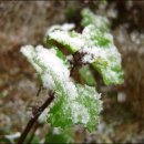 산천초목 이미지