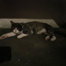 제주애락 이미지