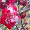 로즈마리 정원 이미지