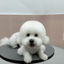 그루밍젤리 이미지