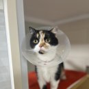 사하동물병원 이미지