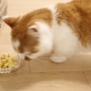 미미까까 이미지