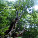 한세골2교 | 20210904도태정골계곡치기-통도골산행