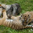 동물들의세상 이미지