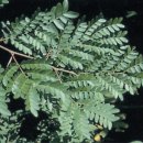 남면 삼용리 주엽나무 | &lt;숲공부&gt; 주엽나무(학명 Gleditsia japonica)/콩과(Leguminosae) 주엽나무속